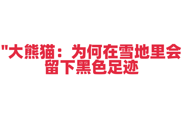 "大熊猫：为何在雪地里会留下黑色足迹？"